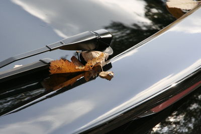 Close-up of butterfly on car against sky