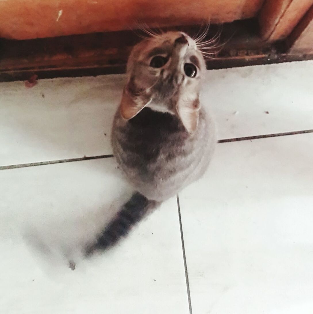 CLOSE-UP PORTRAIT OF CAT ON HOME