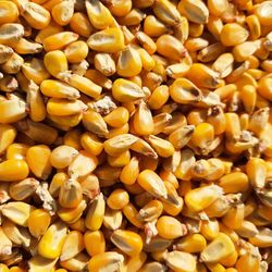 Full frame shot of onions