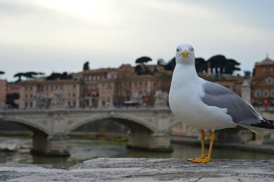 Seagull perching on bridge over river against sky