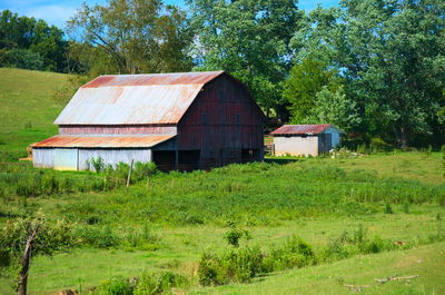 Trees on grassy field