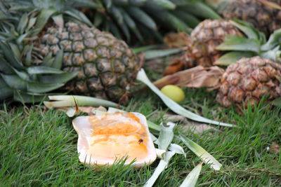 Close-up of pine cone on ground