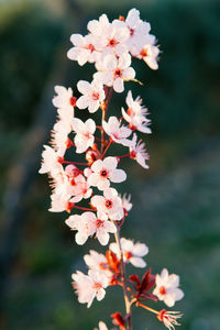 Close-up of cherry blossoms