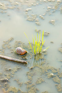 Close-up of crab in lake