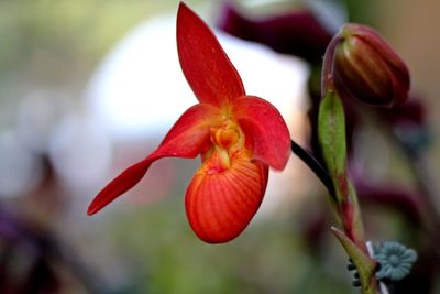 Close-up of red flowering plant