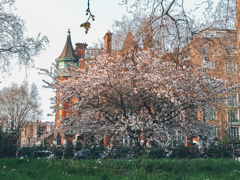 View of trees and building against sky