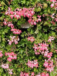 Pink flowers blooming outdoors