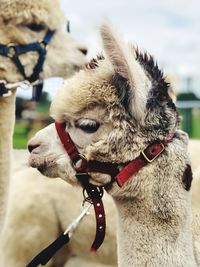 Close-up of alpaca wearing pet collar