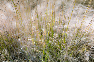 Close-up of stalks in field