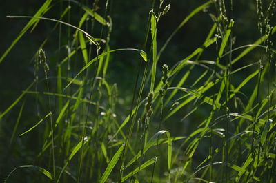 Close-up of grass growing in field