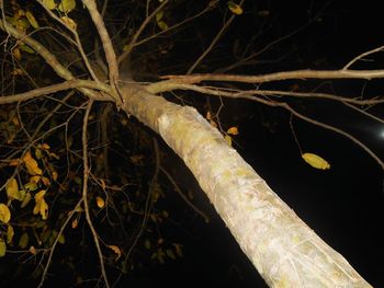 Bare trees against the sky