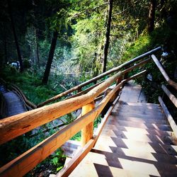 Wooden footbridge in forest