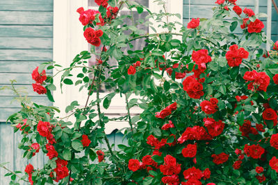 Close-up of red flowering plants