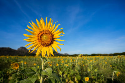 Close-up of sunflower on field against sky