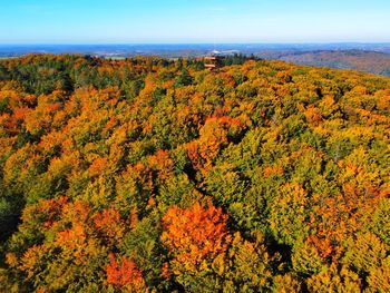 High angle view of trees in forest during autumn