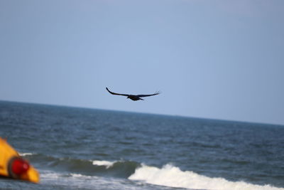 Bird flying over sea against sky