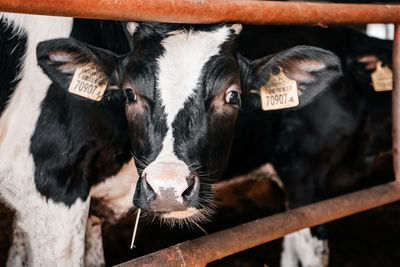 Portrait of cow in pen