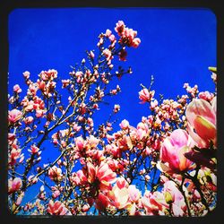 Low angle view of flowers against blue sky