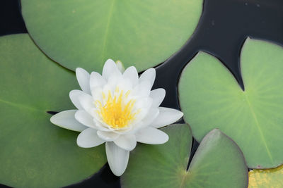Close-up of lotus water lily in pond