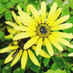 Close-up of yellow flower blooming outdoors