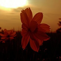 Close-up of orange flowering plant during sunset