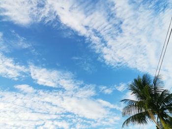 Low angle view of palm trees against blue sky