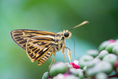 Side view close-up of brown butterfly