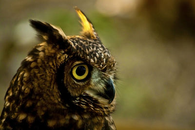 Close-up of a bird