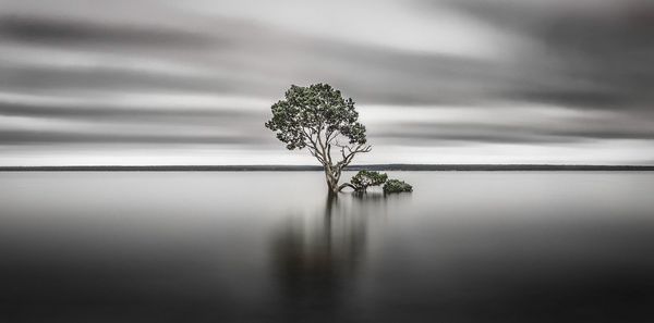 Reflection of tree in water against sky