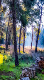 Trees on field in forest