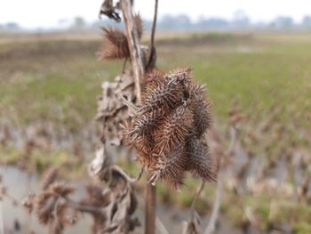 Close-up of wilted plant on field