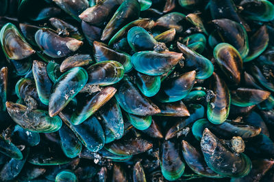 Full frame shot of mussels