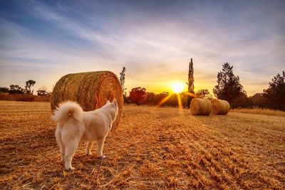 View of sheep on field against sky