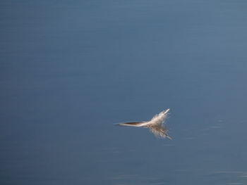 Bird flying over sea