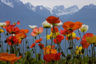 Close-up of poppies in field against mountain