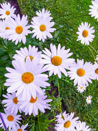 Close-up of white daisy flowers