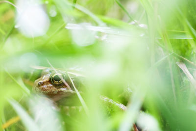 Close-up of frog on grass