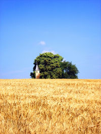 Wheat growing on field against blue sky