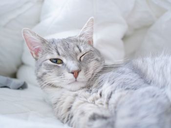 Close-up of cat relaxing on bed