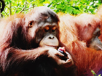 Close-up of a monkey in zoo