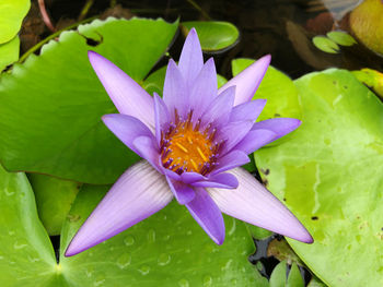 Close-up of lotus water lily in pond