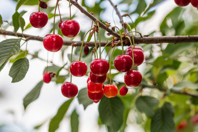 Close-up of fruits growing on tree