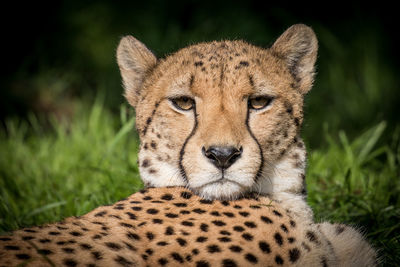 Close-up portrait of lion