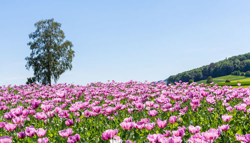 Pink flowering plants on field against clear sky