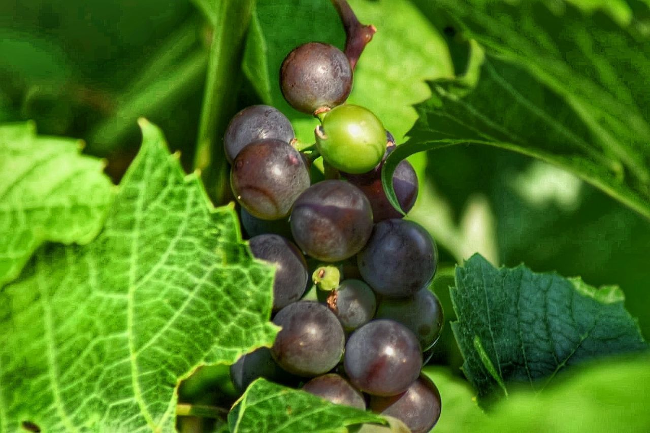 fruit, food and drink, healthy eating, plant part, leaf, food, green color, freshness, growth, plant, nature, close-up, agriculture, wellbeing, grape, no people, bunch, day, selective focus, ripe, outdoors, winemaking