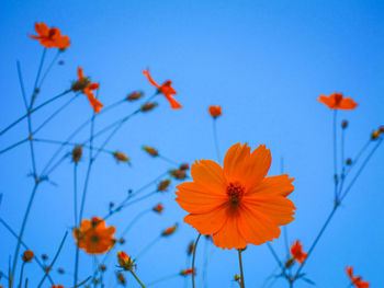 Low angle view of orange flowering plants against sky