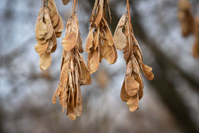 Close-up of dry leaves hanging on twig