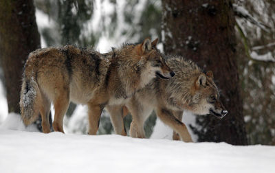 Wolves on snow