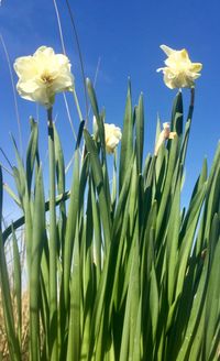 Close-up of flowering plant on field against sky