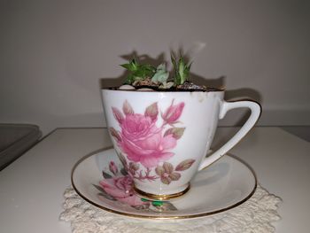 Close-up of potted plant on table